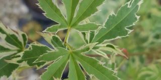 bonsai plant supplier evansville Shourds Wholesale Nursery