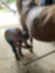 pony ride service evansville Signal Knob Equestrian Center Inc