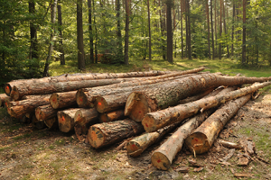 Learn More About Buyer of Standing Timber