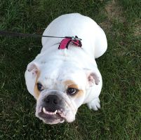 dog sitter indianapolis Comfort Zone Sitters, LLC