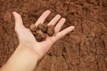 Clay Soil Program