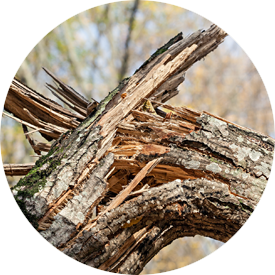 tree pruning indianapolis Bartlett Tree Experts