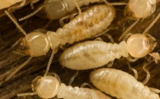 Termites and Wood Destroying Insects
