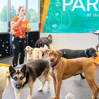 dog day care indianapolis Dogtopia
