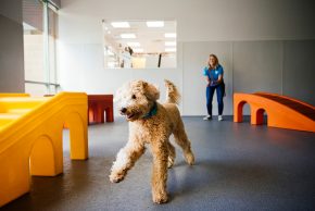 dog day care indianapolis Dogtopia