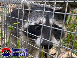 wildlife rescue service south bend South Bend Raccoon Removal