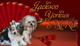 dog breeder south bend JACKSON'S YORKIES